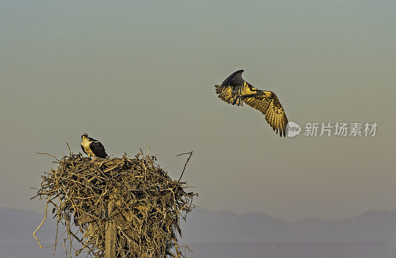 鱼鹰(Pandion haliaetus)，也被称为鱼鹰、海鹰、河鹰和鱼鹰，发现于圣伊格纳西奥泻湖。在一根杆子上筑一个巢。